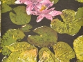 Shakespearean Pond Flowers ©Paige Mortensen Watercolour 12x18" SOLD